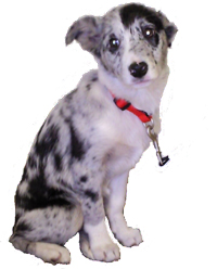 colliepupsmall.jpg (35500 bytes)