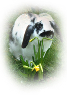 rabbitdaffodil.jpg (21327 bytes)